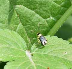 Paratriarius curtisii
