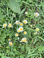 Bellis perennis