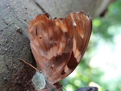 Herona marathus