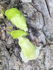 Parmentiera cereifera