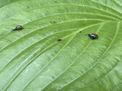 Euconulidae
