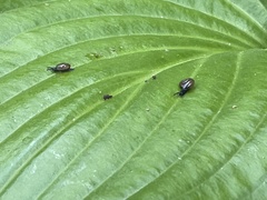 Euconulidae