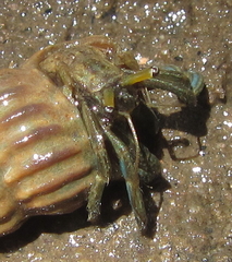 Clibanarius longitarsus
