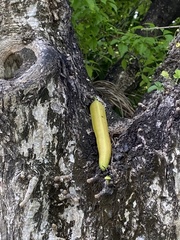 Parmentiera cereifera