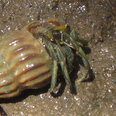 Clibanarius longitarsus