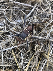 Acanthoplus