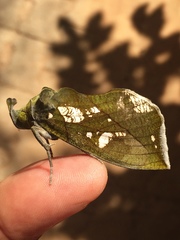 Eudocima hypermnestra