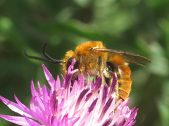 Eucera chrysopyga