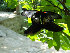 Papilio memnon agenor