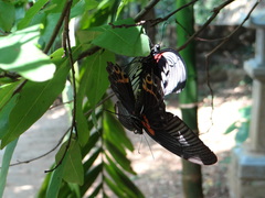 Papilio memnon agenor