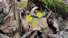 Waldsteinia