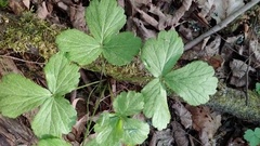 Waldsteinia