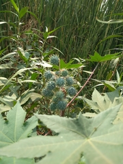 Ricinus communis