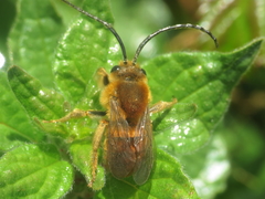 Eucera chrysopyga