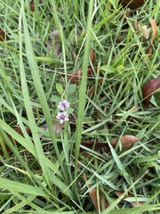 Phyla nodiflora
