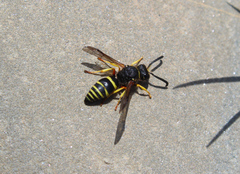 Ancistrocerus oviventris