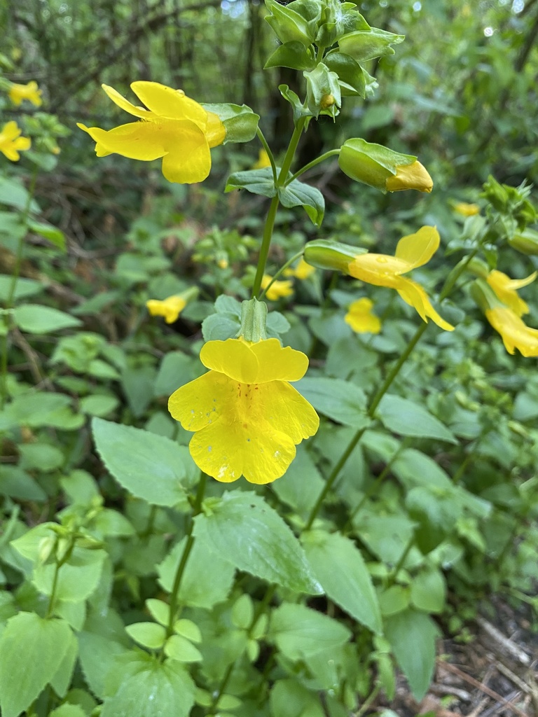 Sharp-leaved Monkeyflower
