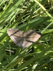 Scotopteryx