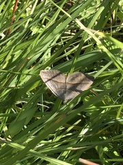 Scotopteryx