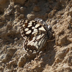 Melanargia ines
