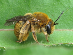 Eucera chrysopyga