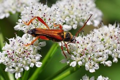 Stenopterus mauritanicus