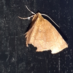 Phyllodonta alajuela