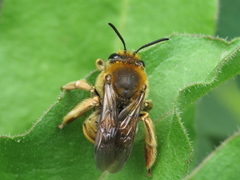 Eucera chrysopyga