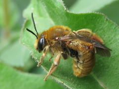 Eucera chrysopyga
