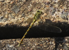 Ceratogomphus pictus