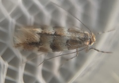 Phyllonorycter emberizaepenella