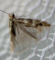 Phyllonorycter emberizaepenella