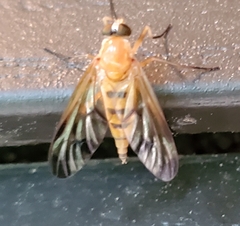 Rhagio floridensis