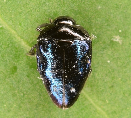 Purple Jewel Beetle