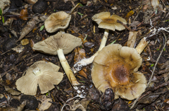 Pholiota chrysmoides
