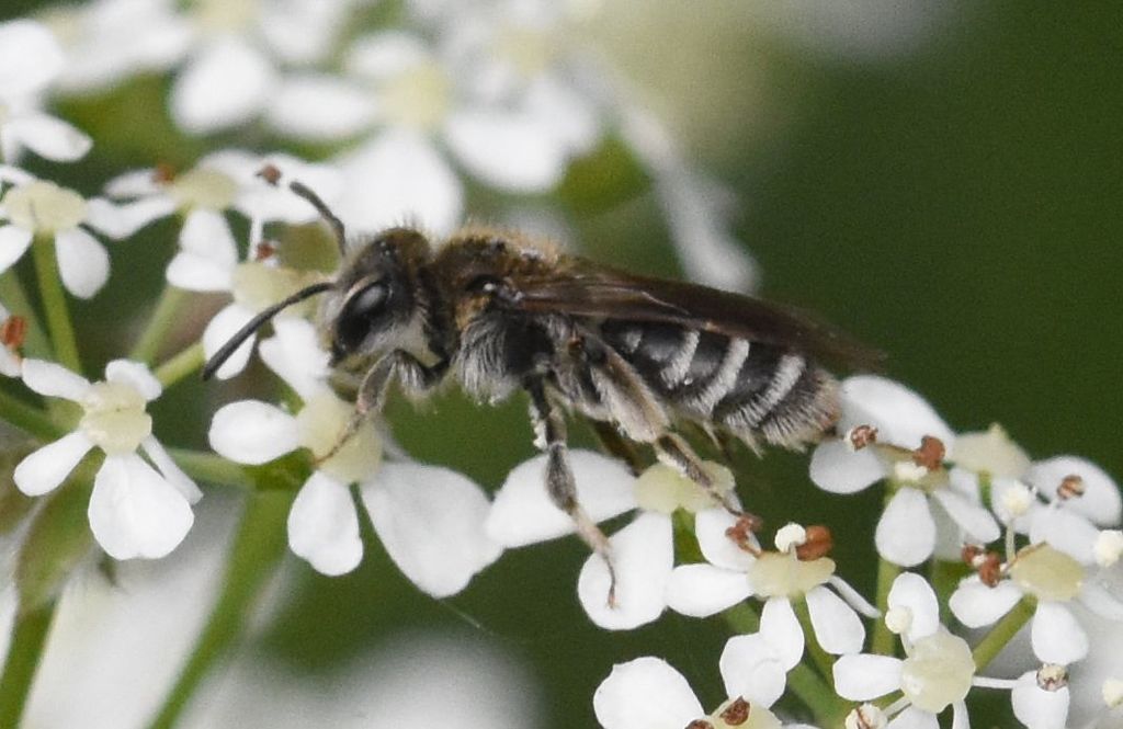 Small Flecked Mining Bee