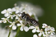 Andrena coitana