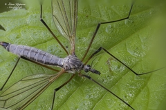 Tipula luna