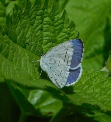Celastrina argiolus