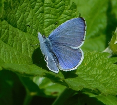 Celastrina argiolus