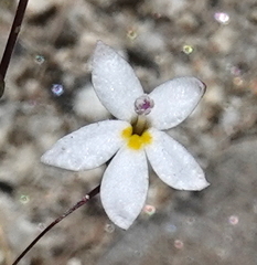 Nemacladus longiflorus