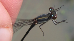Pseudagrion spernatum