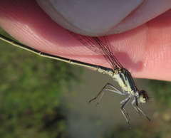 Pseudagrion spernatum