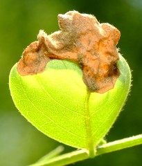 Agromyza soka