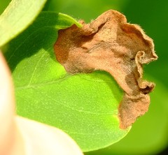Agromyza soka