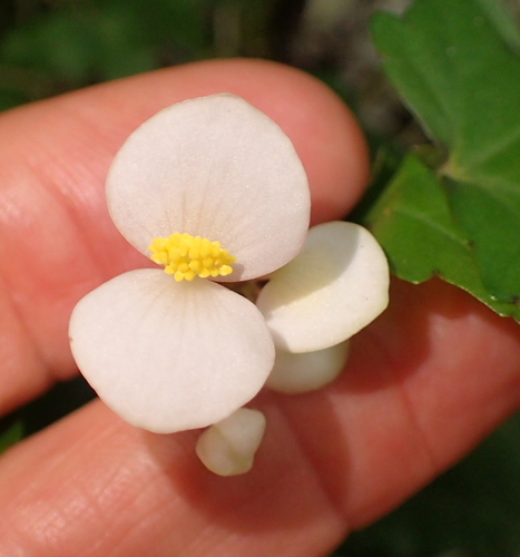 maple leaf begonia (Begonia dregei)