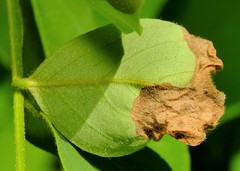 Agromyza soka