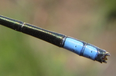 Pseudagrion spernatum