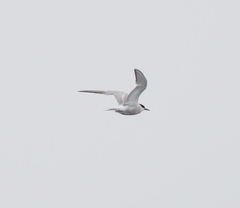 Sterna hirundo