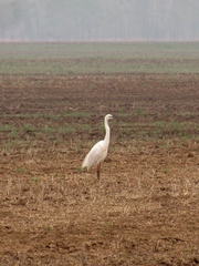 Ardea alba